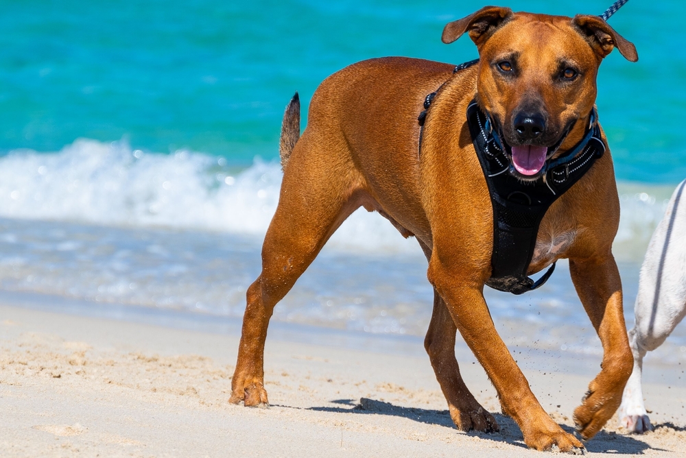 dog friendly places to walk