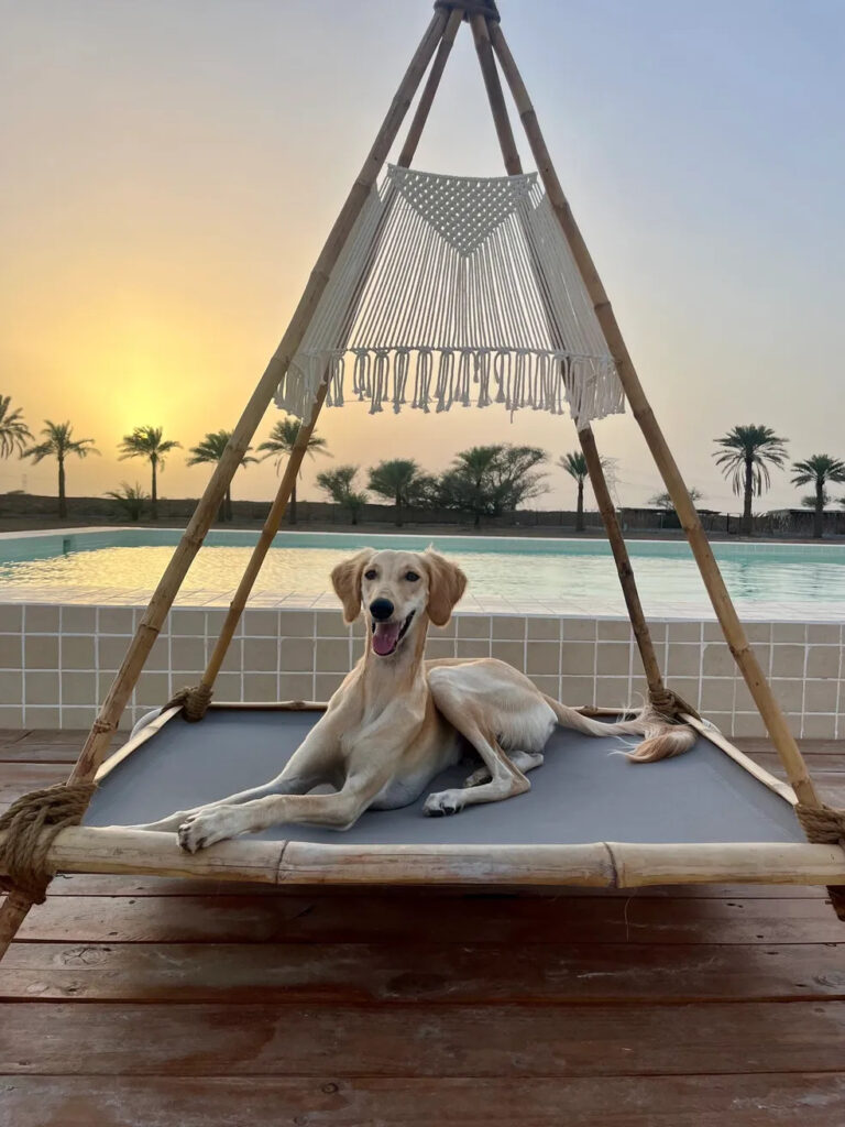 Pet Friendly Places in Ras Al Khaimah