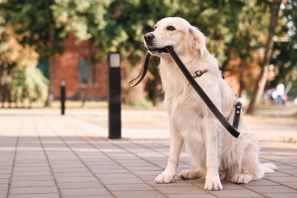 pet friendly places in RAK