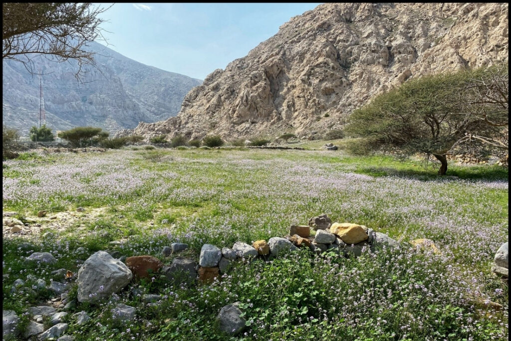 Mountain landscapes at Wadi Ghalilah in Ras Al Khaimah