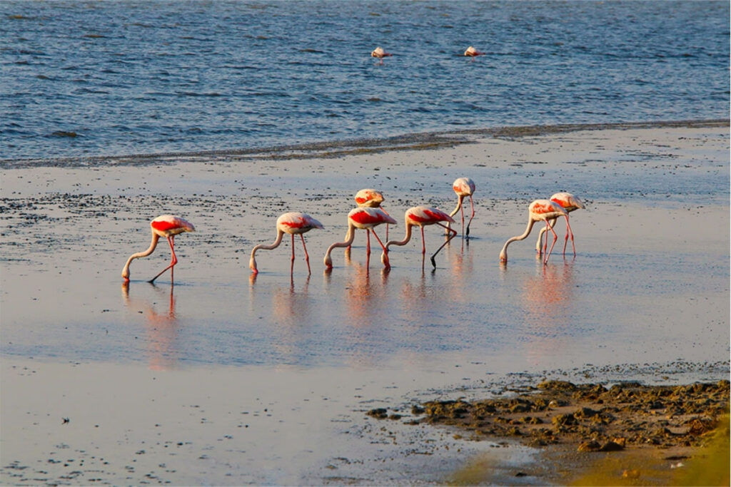 Nature places in Ras Al Khaimah at Flamingo Beach