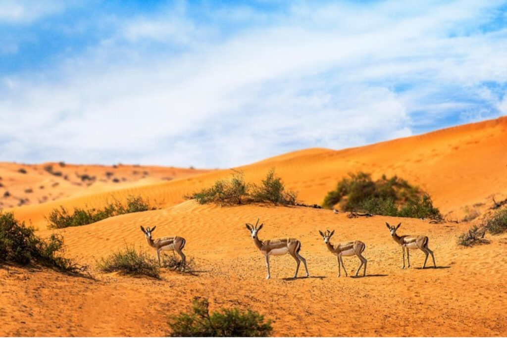 Nature places in Ras Al Khaimah at Al Wadi Nature Reserve