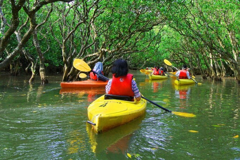 Ras Al Khaimah mangroves shoreline view