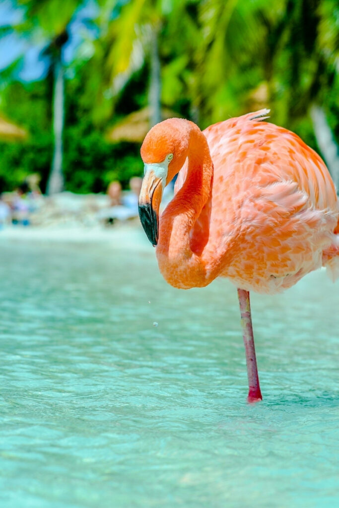 Flamingo Beach in Ras al khaimah