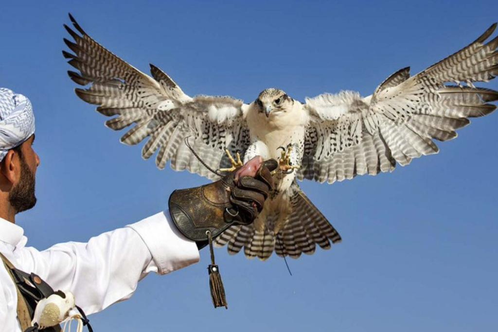 Traditional Emirati falconry experience in Ras Al Khaimah