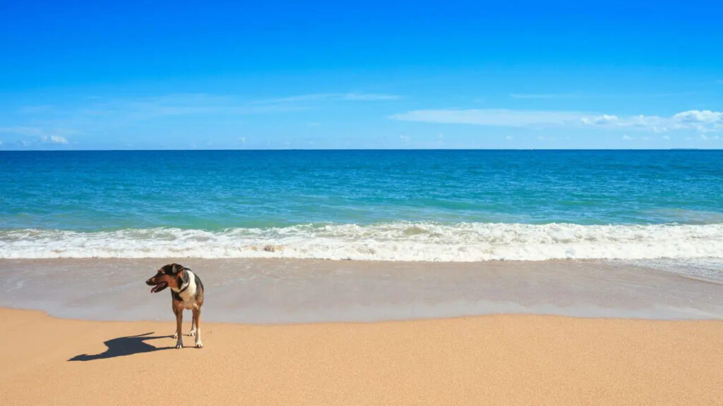 Dog walking along Al Jazeerah Beach in Ras Al Khaimah